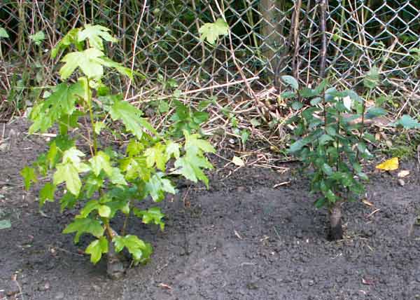 Orient. Amberbaum und Schlehe.jpg