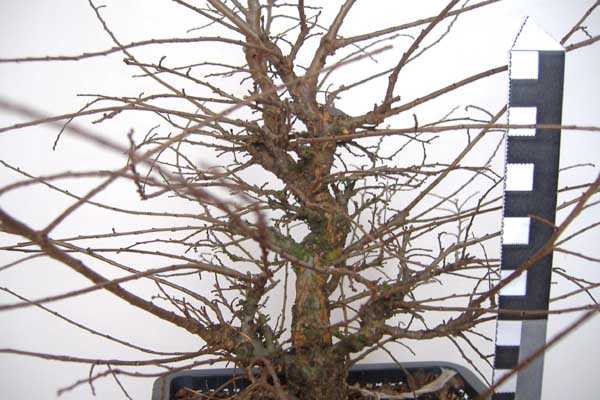 2008_0106Ulme_01_08_0004.jpg