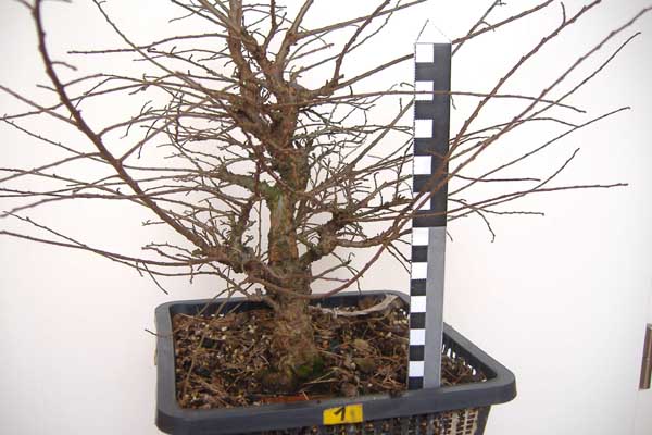2008_0106Ulme_01_08_0001.jpg