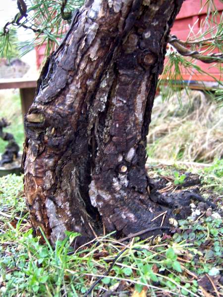 Silvestris_Stammansatz_hinten.jpg