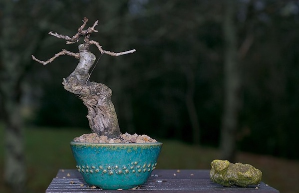 Prunus.jpg
