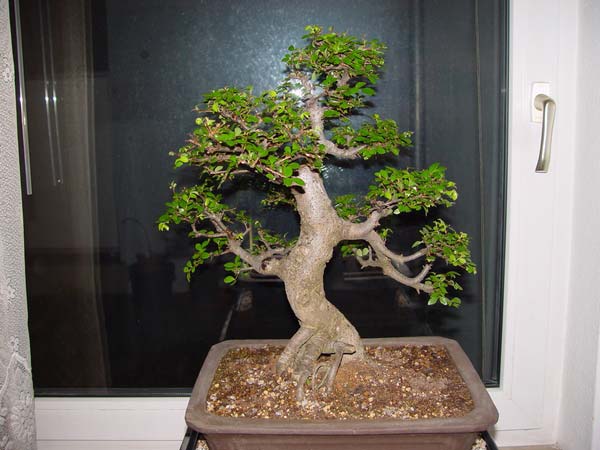 Bonsai-Ulme-R%FCck-Klein-a.jpg