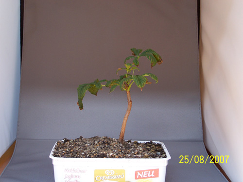 100_1745.jpg