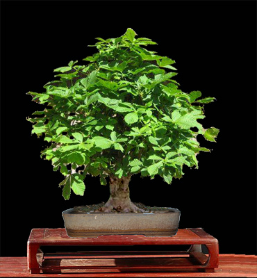 Schale-Heike.jpg