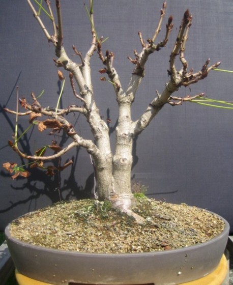 aktueller stand vom herbst 2007,  .....  im frühjahr werden die knospen noch zurück geschnitten und evtl. substrat erneuert mit leichtem wurzelschnitt ... mal sehn ....
