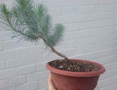 resized foto pine 1.jpg