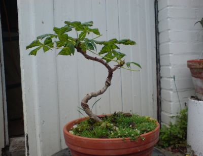kastanie shohin rohling 3jahre.jpg