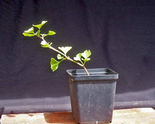 Ginkgo.jpg