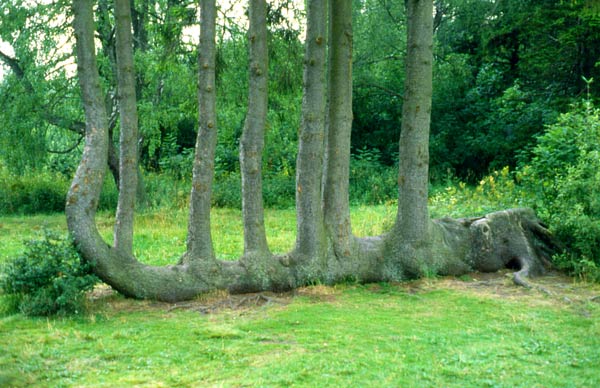 Siebenmaster-3.jpg