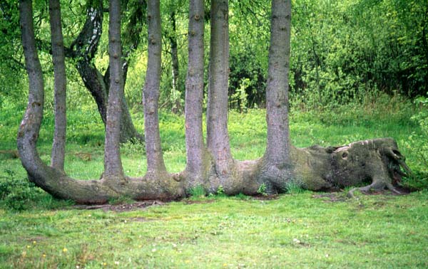 Siebenmaster-2.jpg
