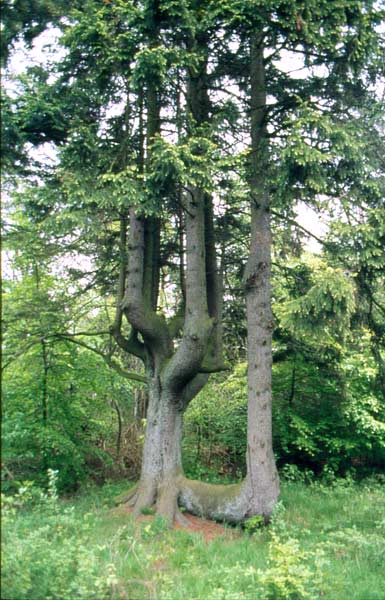 Kandelaberform