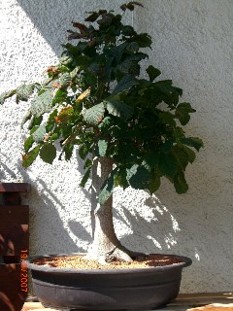 Kastanie 2007.jpg