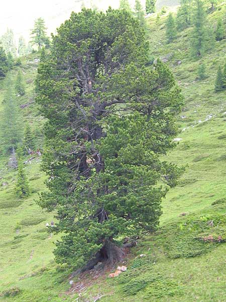 P.cembra_1.jpg