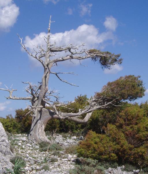 Phönizischer Wacholder auf Sardinien