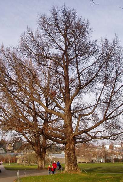 2 Ginkgos in der Wilhelma Stuttgart