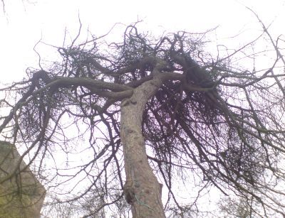 lärche wind hinten.jpg