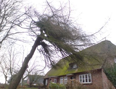 wind lärche.jpg