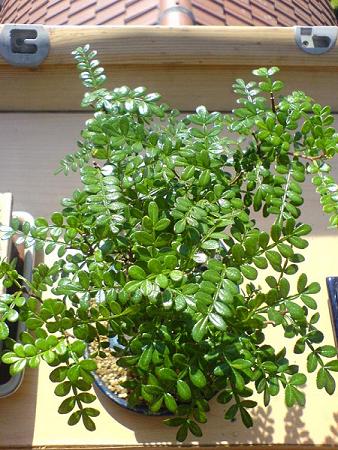 dsc00715_190_111.jpg