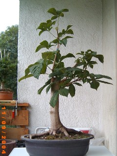 Sommer 04