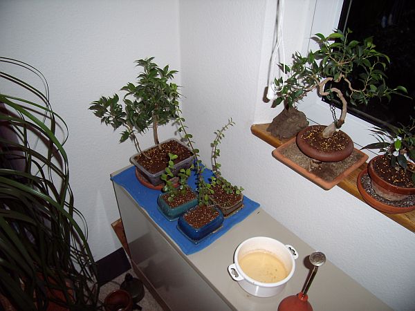 Die Afro(?) habe ich letztes Jahr hier als Steckling gezogen, der Ficus steht dort den zweiten Winter