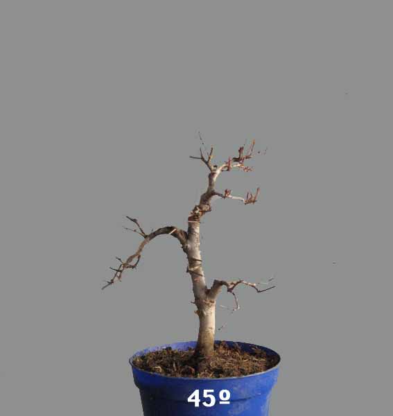 punica.jpg