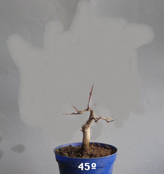 punica2_601.jpg