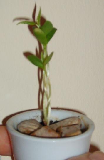 2. Versuch: Geflochten!