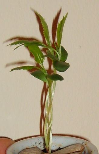 16.Jänner 2008.JPG