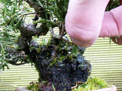 Wacholder-on-the-rock-vorne.jpg