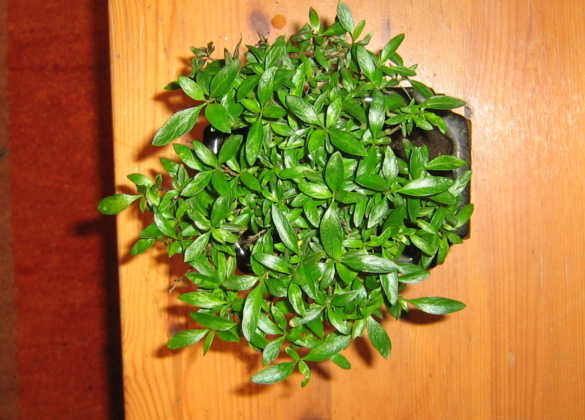 ist das ein ficus 5.jpg