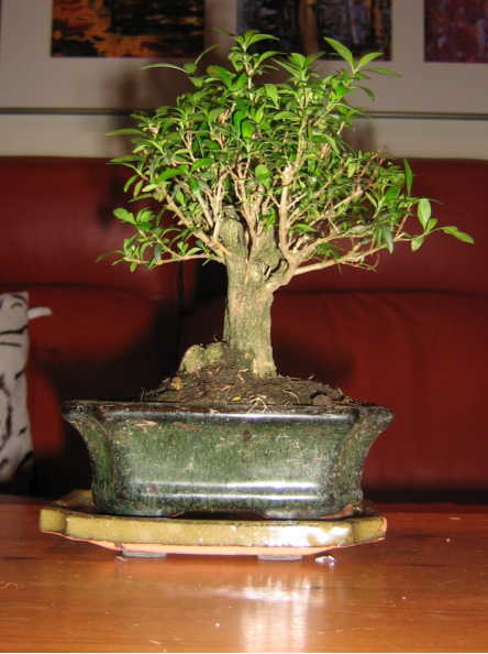 ist das ein ficus 3.jpg