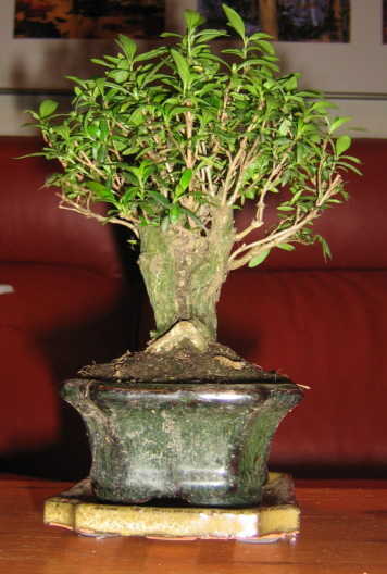 serissa5.jpg