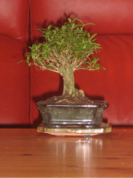 serissa1.jpg