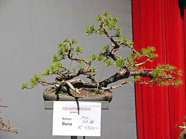 P1030429.jpg