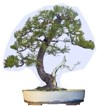nadelbaum in heller ovaler schale ......  geht das ???
<br />schale von HH