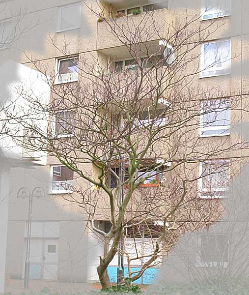 pagodenhartriegel.jpg
