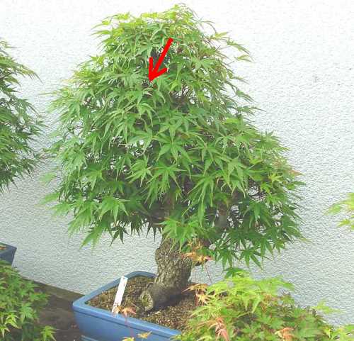 Acer palmatum Arakawa