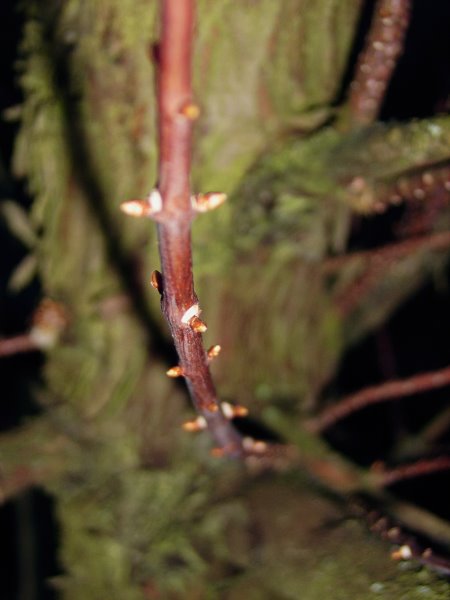 mammutbaum detail 007.jpg