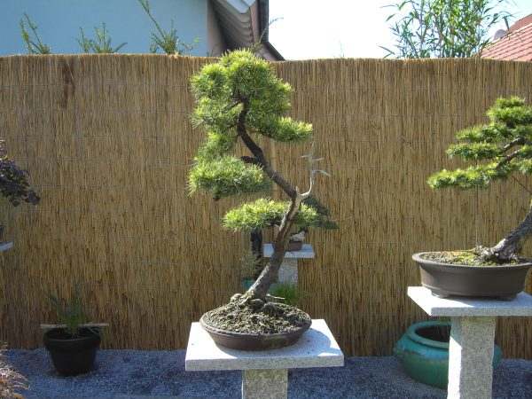 Garten klein 9.jpg