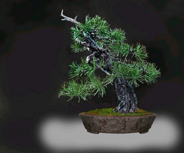 new_sylvestris.jpg