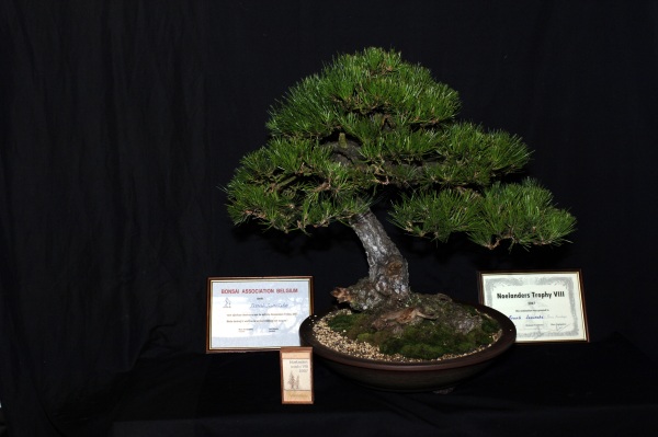 Schwarzkiefer Pinus tunbergii.jpg