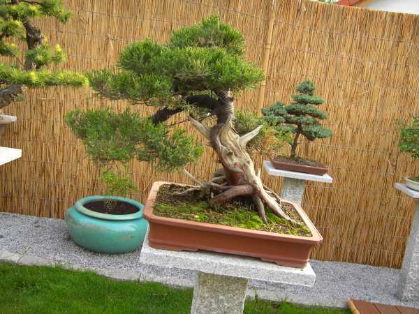 Chinesischer Wacholder aus einer Gartenpflanze gestaltet.jpg