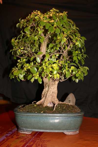 Duranta front1.jpg