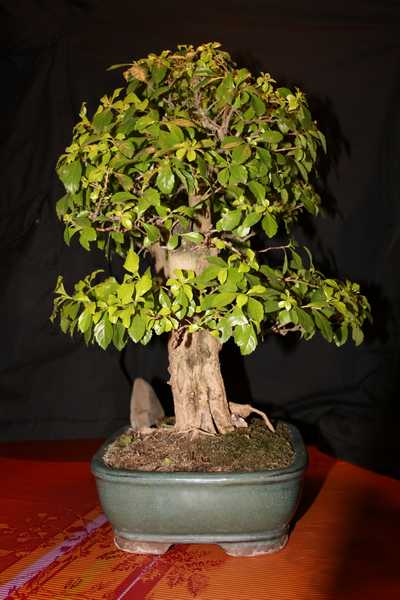 Duranta links1.jpg