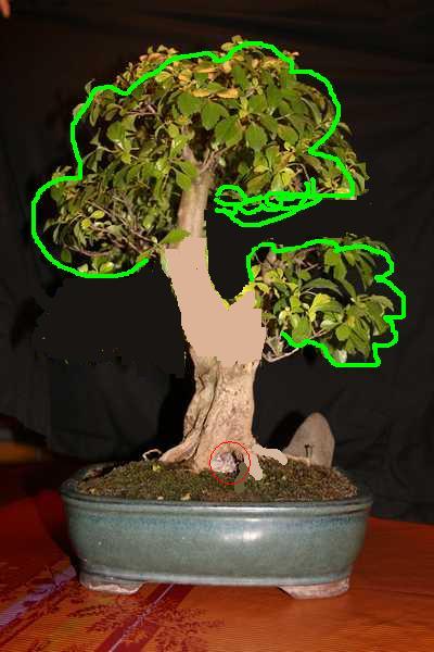 duranta_front1.jpg