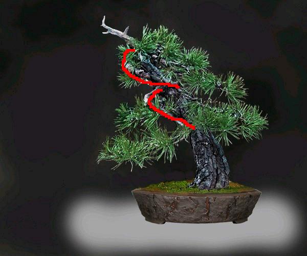 new_sylvestris.jpg