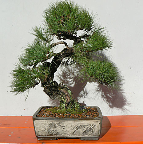 Bonsai-verschicken-3v.jpg