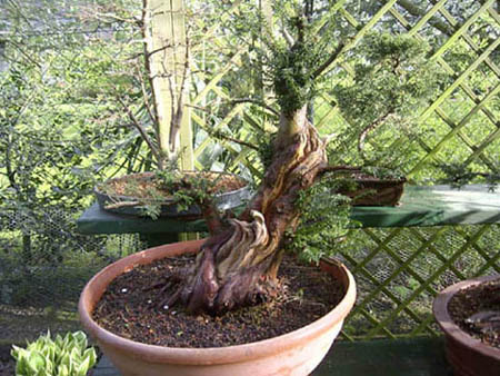taxus1_181.jpg