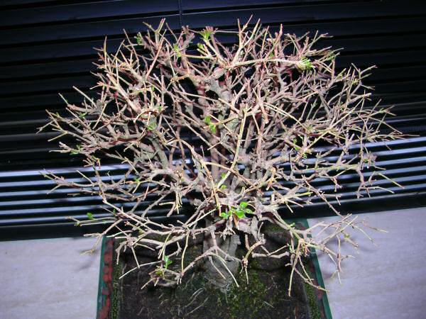 DSCN1237.jpg