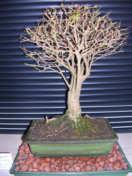 DSCN1236.jpg